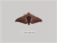 藏品(鉤翅赭蠶蛾)的圖片